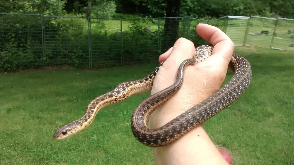 northern-new-england-s-native-snakes-wyld-tails