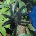 Pink Toe Tarantula